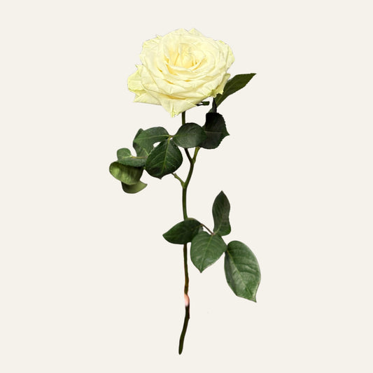 Baltai kreminių atspalvių rožės su švelniu spalviniu perėjimu ir tvarkinga, klasikine žiedo forma